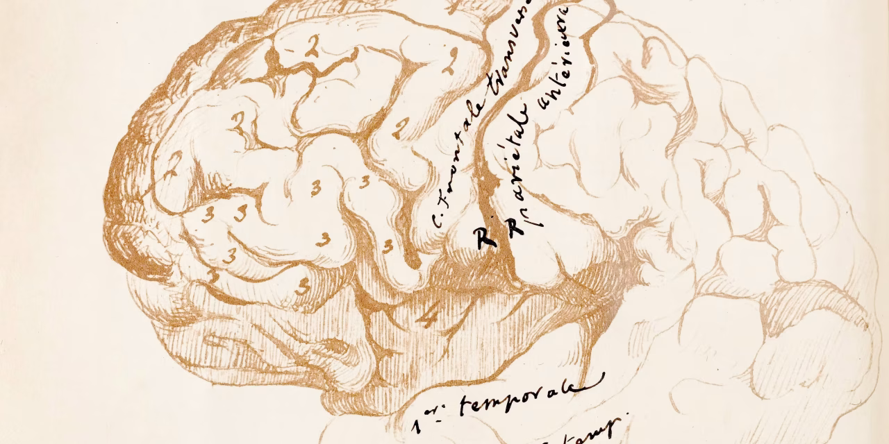 Studiare la storia occidentale fa bene al cervello, lo dice la scienza