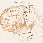 Studiare la storia occidentale fa bene al cervello, lo dice la scienza