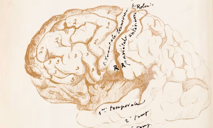 Studiare la storia occidentale fa bene al cervello, lo dice la scienza