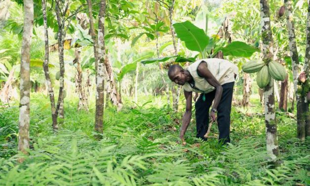 La tutela dell’ambiente nei paesi ricchi potrebbe accelerare le estinzioni altrove