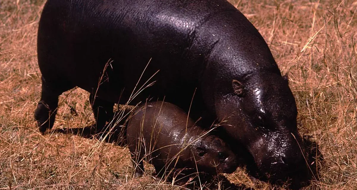 Le aree protette sono inutili per i mammiferi in pericolo