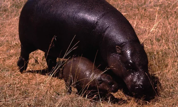 Le aree protette sono inutili per i mammiferi in pericolo