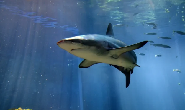 Gli squali pelagici rivelano connessioni cruciali tra gli ecosistemi marini