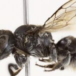 Scoperta in Australia un’ape “cornuta” e diabolica